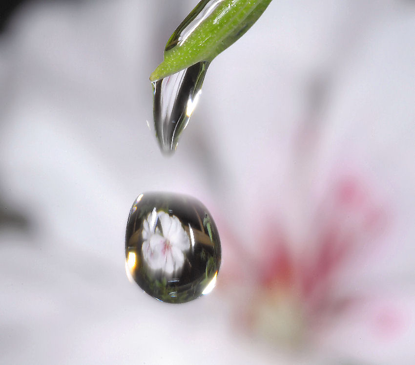 Geranio bianco allo specchio